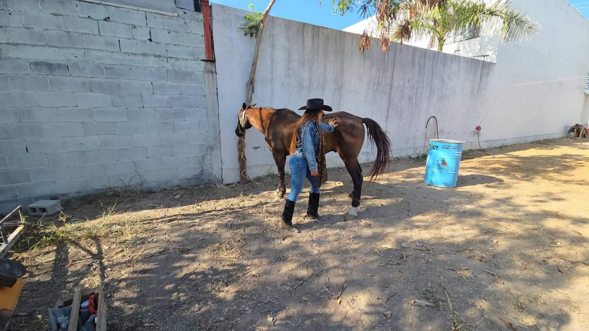 Convivencia con el caballo