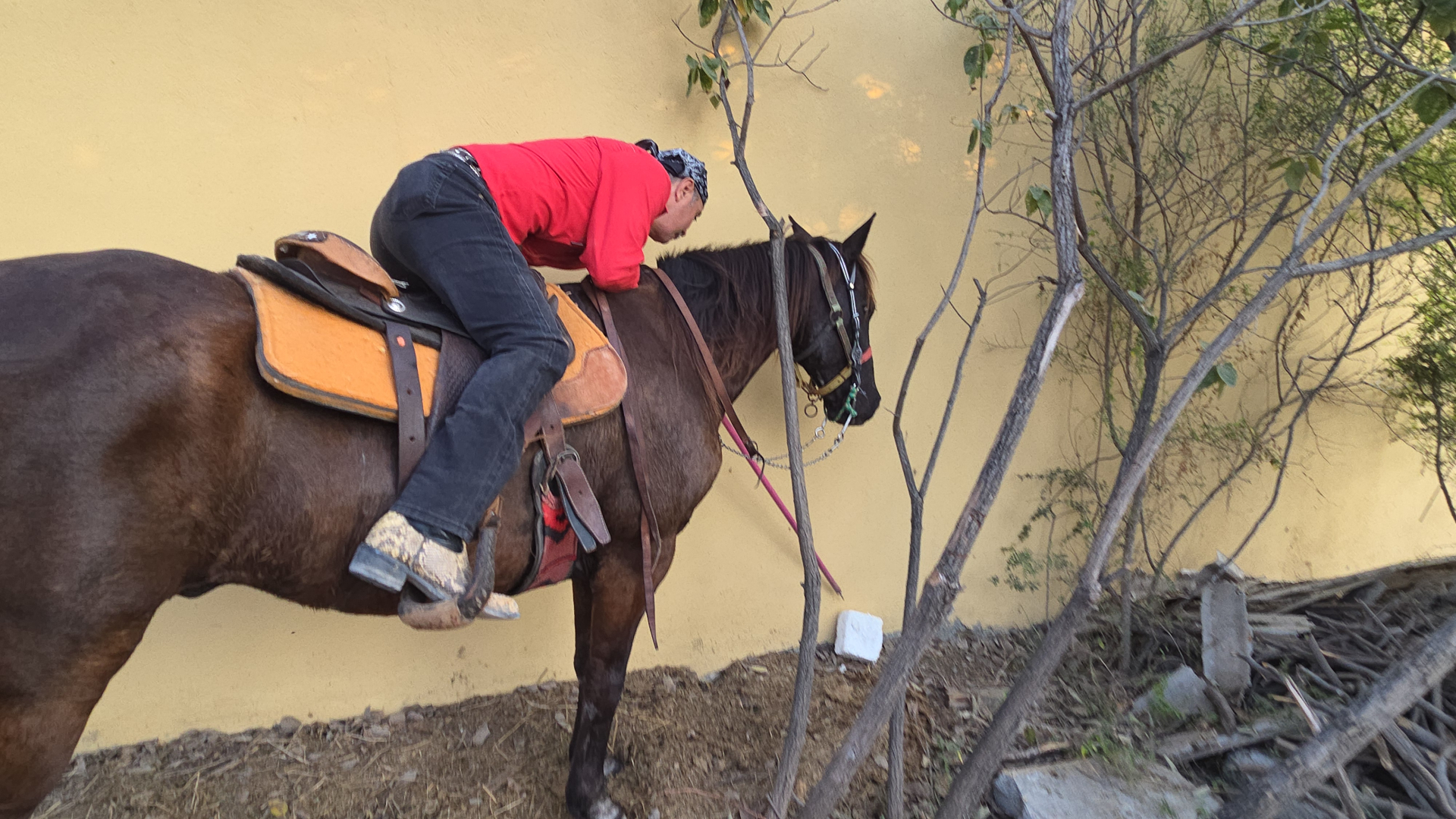 Acercamiento al caballo