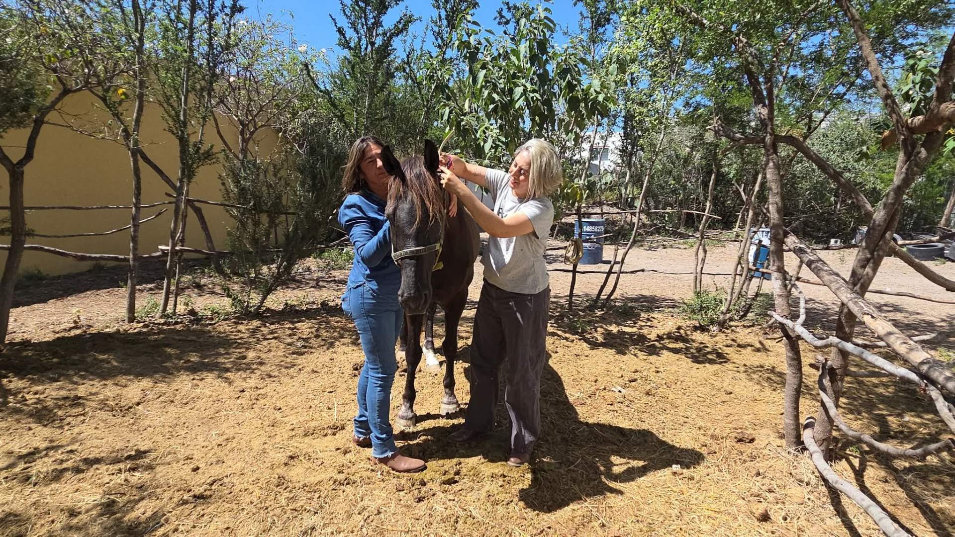 Cuidados y preparación del caballo