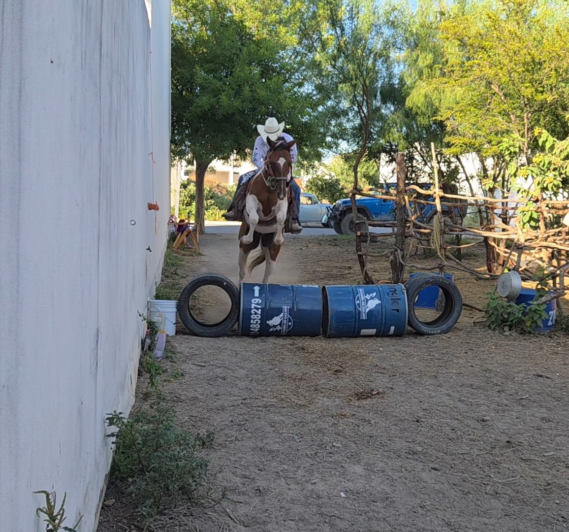 Salto de obstáculo