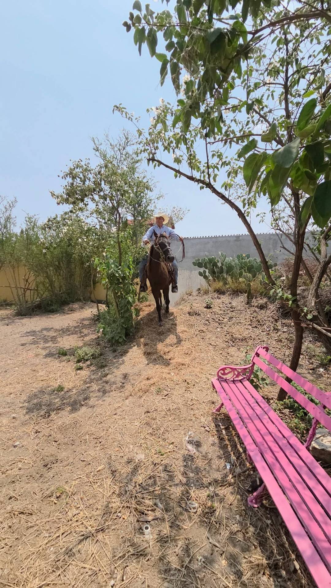 Jinete llanero en el campo