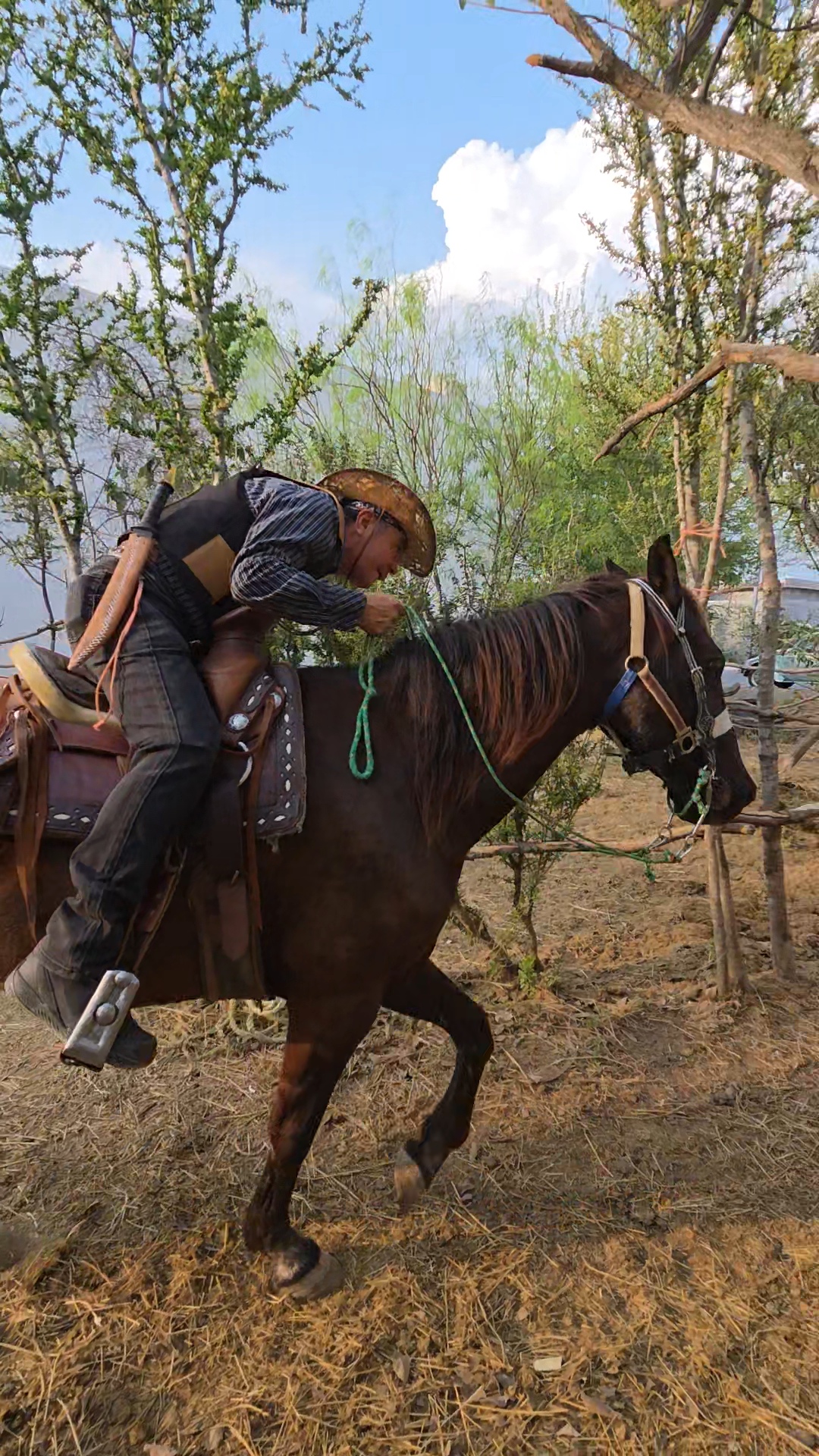 Jinete sobre caballo llanero